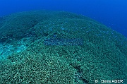 Acropora parahemprichii ambiance Au large Batuata Island-6m-20180603-Denis-ADER-DSC_3698_tn